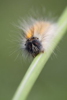 Portrait of hairy caterpillar in green background