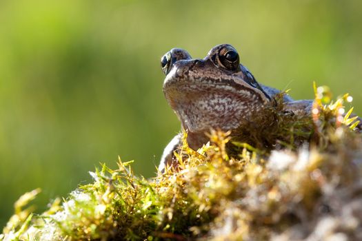 Nice frog sitting in moss and watching us