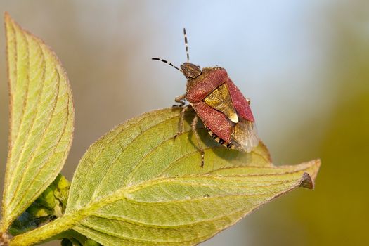 Shield Bug closeup portrait on green leaf

