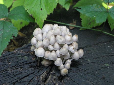 small mushrooms on stub