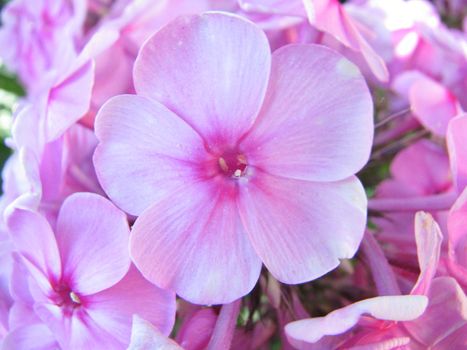 pink flower