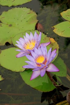 Close-up of two blue water lily in a pond