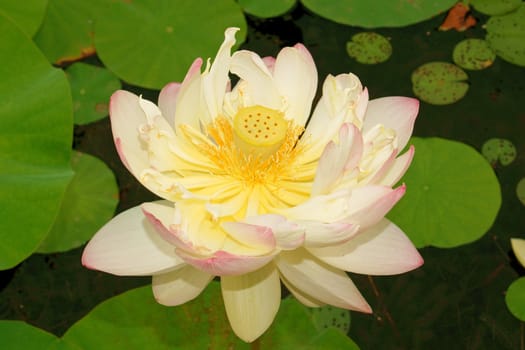 Close-up of a light yellow lotus flower