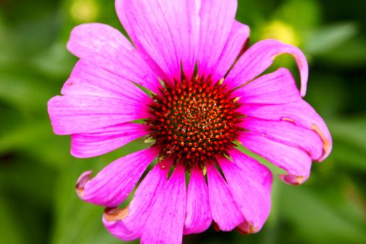 Beautiful Flowairs