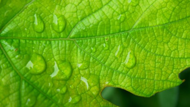 Leaf with drop from rain