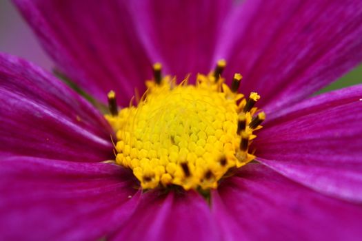 Beautiful Flowairs