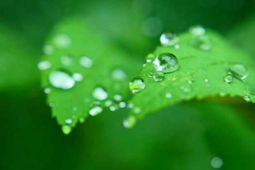 Leaf with drop from rain