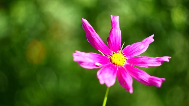Beautiful Flowairs