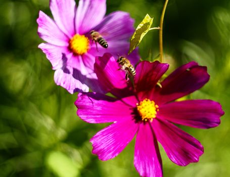 Beautiful Flowairs