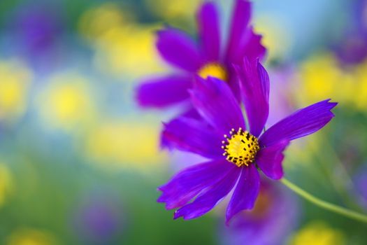 Beautiful Flowairs