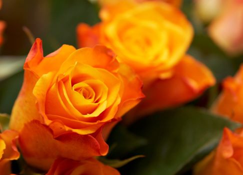 Orange roses background close up