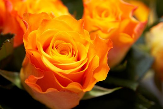 Orange roses background close up