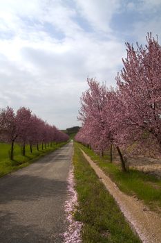 Road between two lanes of pink peach trees