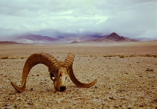 argali's skull in the Asian stony desert