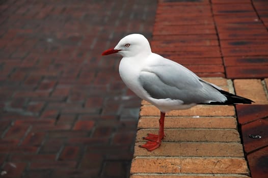 white clean sea-gull standing on pavement bricks