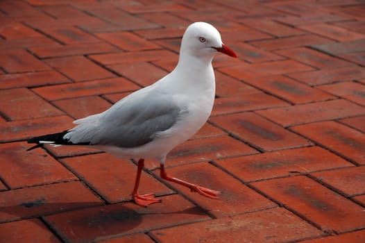 white clean sea-gull dancing on red bricks