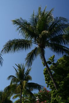 Looking up to a palm tree on a cloudless blue sky.