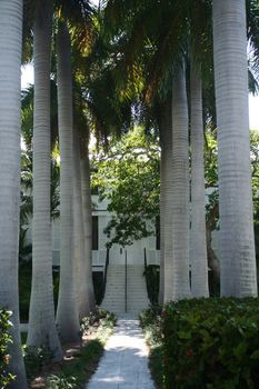 A sidewalk leading to steps, lines by mature palm trees.