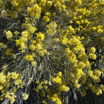 Close-up of yellow blooming bush in California.