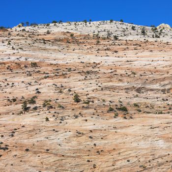 Desert landscape in Zion National Park, Utah.