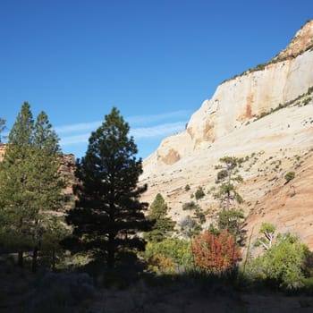 Rocky desert cliffs behind trees in Zion National Park, Utah.