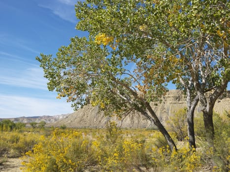 Desert landscape including Cottonwood tree, vegetation and rocky cliffs in Cottonwood Canyon, Utah.