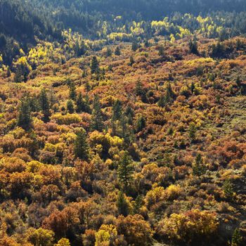 Landscape with trees in Fall color in Utah.