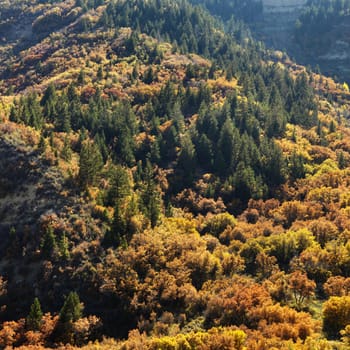 Landscape with trees in Fall color in Utah.