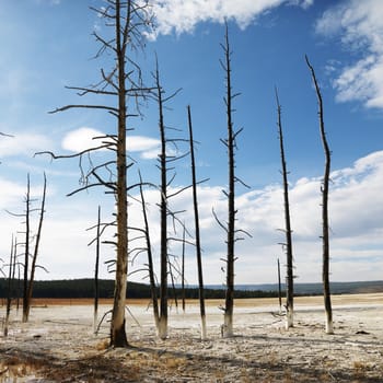 Landscape of dead tress on shoreline at Yellowstone National Park, Wyoming.