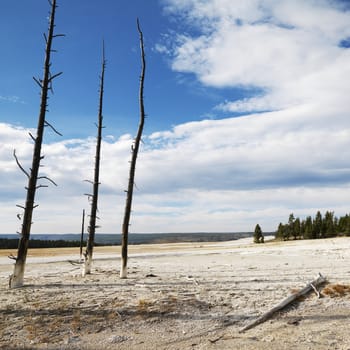 Landscape of dead tress on shoreline at Yellowstone National Park, Wyoming.