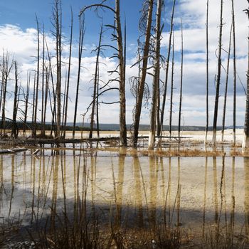 Dead trees in shallow water pool at Yellowstone National Park.