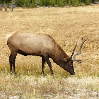 Male elk grazing on grass at Yellowstone National Park, Wyoming.