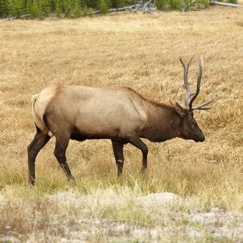 Male elk walking through grass at Yellowstone National Park, Wyoming.