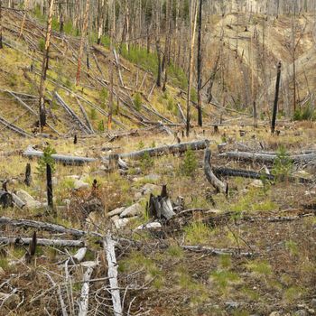 New growth in forest that was previously destroyed by fire.