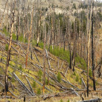 New growth in forest that was previously destroyed by fire.