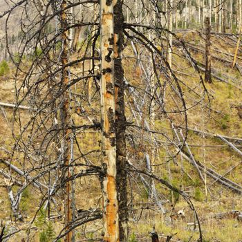 New growth in forest that was previously destroyed by fire.