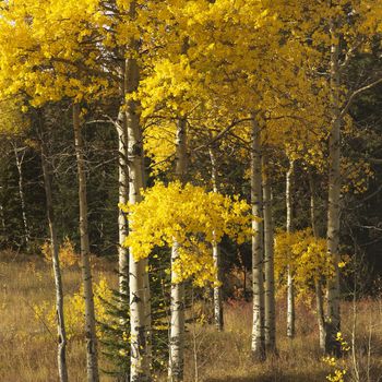 Aspen trees in yellow fall color in Wyoming.