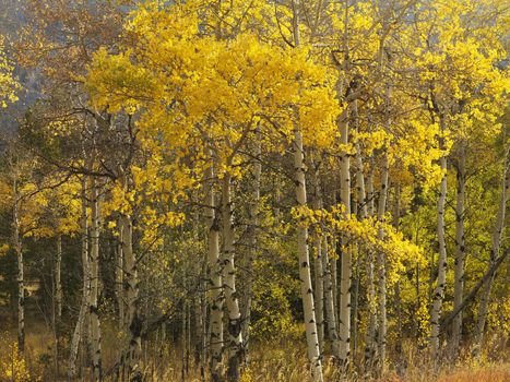 Aspen trees in yellow fall color in Wyoming.