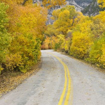 Country road with yellow Aspen trees on both sides.