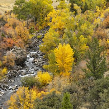 High angle view of forest in Fall color with rocky stream running through it.