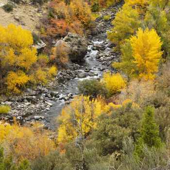 High angle view of forest in Fall color with rocky stream running through it.