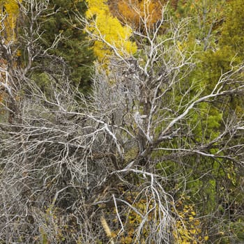 High angle view of dead tree amongst Fall foliage.