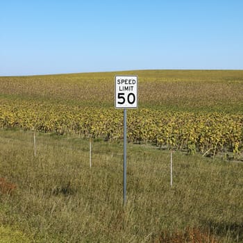 Speed limit sign in front of rural field of crops.