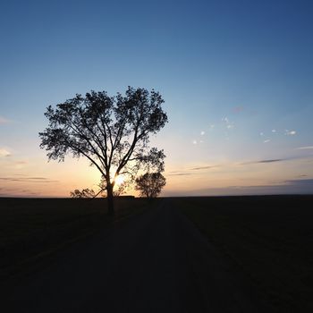 Silhouette of lone tree at sunset in rural field.