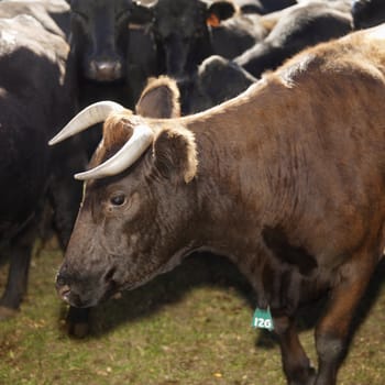 Profile portrait of Devon bull with Angus cows in background.