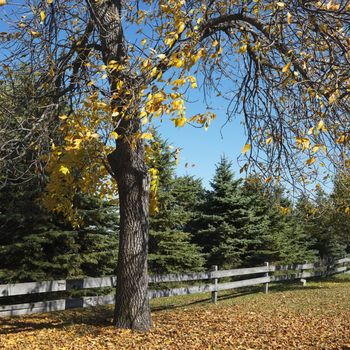 American Beech tree in Fall color in fenced in pasture.