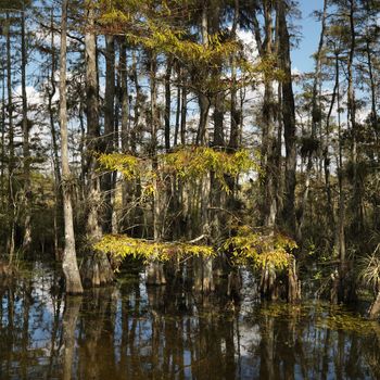 Cypress trees in wetland of Everglades National Park, Florida, USA.