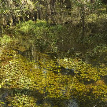 Aquatic plants in wetland of Everglades National Park, Florida, USA.