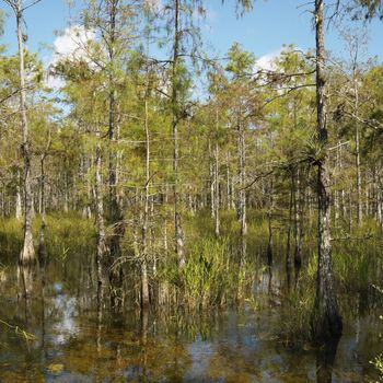 Cypress trees in wetland of Everglades National Park, Florida, USA.