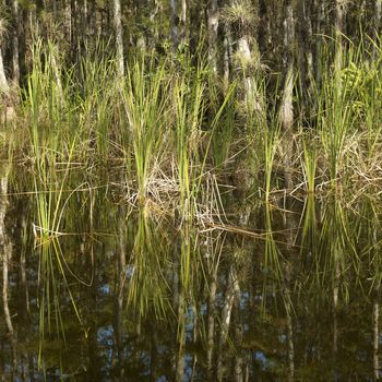 Aquatic plants in Everglades National Park, Florida, USA.